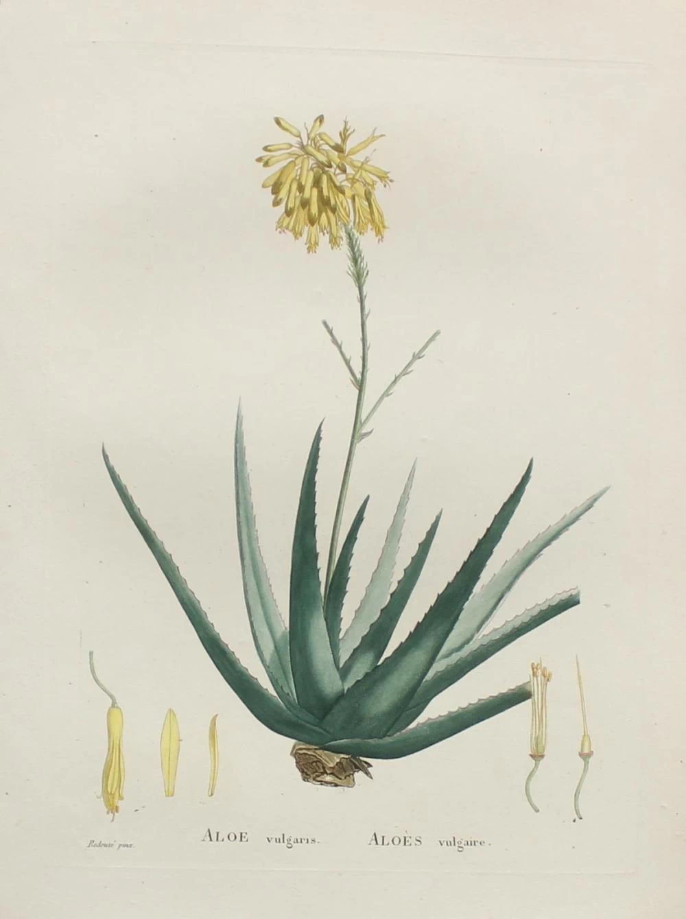 Aloe vulgaris